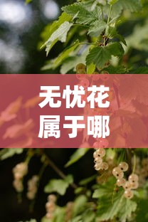 无忧花属于哪个贷款系列产品