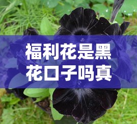 福利花是黑花口子吗真实评测