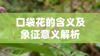 口袋花的含义及象征意义解析