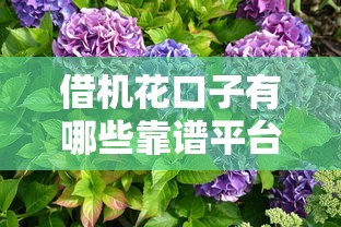 借机花口子有哪些靠谱平台