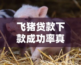 飞猪贷款下款成功率真实测评