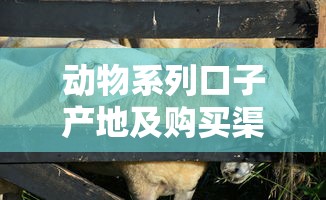 动物系列口子产地及购买渠道介绍