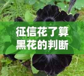 征信花了算黑花的判断标准解析