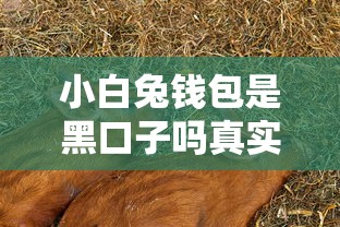 小白兔钱包是黑口子吗真实评测