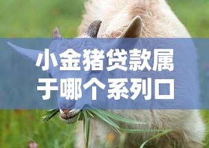 小金猪贷款属于哪个系列口子