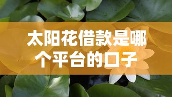 太阳花借款是哪个平台的口子