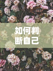 如何判断自己征信黑花了