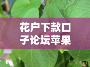 花户下款口子论坛苹果版推荐 花户下款口子论坛苹果版推荐