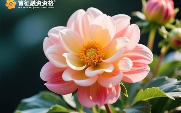 征信花求一个能分期下的口子救命