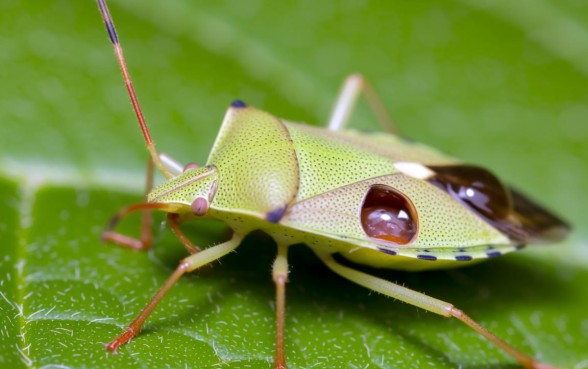 什么虫子咬了有两个口子