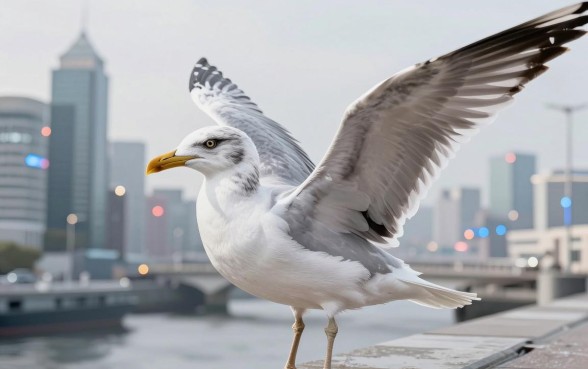 揭秘海鸥借钱平台：除了主流渠道还能看这几个