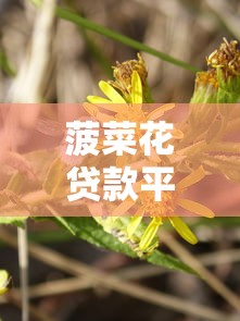 菠菜花贷款平台公司地址在哪里？实地探访+联系方式全解析