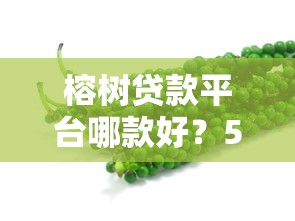 榕树贷款平台哪款好？5款热门产品深度对比