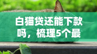 白猫贷还能下款吗，梳理5个最简单的贷款平台