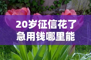 20岁征信花了急用钱哪里能借