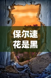 保尔速花是黑口子吗真相揭秘