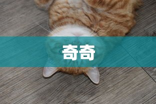 奇奇