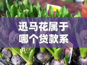 迅马花属于哪个贷款系列产品