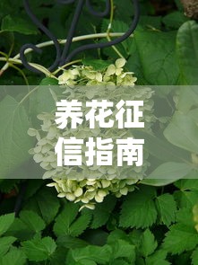 养花征信指南与养护技巧