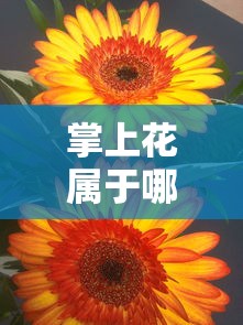 掌上花属于哪个贷款系列