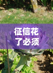 征信花了必须养半年才能恢复吗