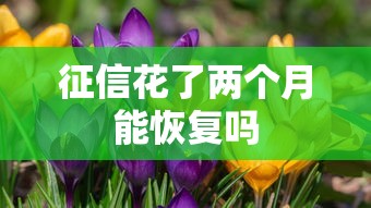 征信花了两个月能恢复吗