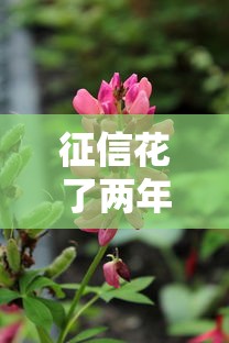 征信花了两年能恢复正常吗