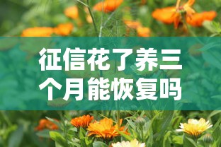 征信花了养三个月能恢复吗