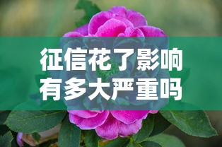 征信花了影响有多大严重吗