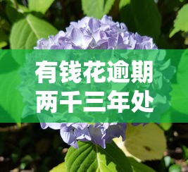 有钱花逾期两千三年处理指南