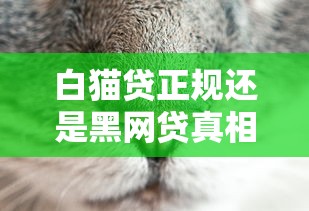 白猫贷正规还是黑网贷真相解析