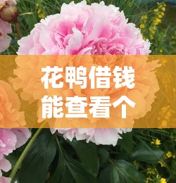 花鸭借钱能查看个人负债情况吗