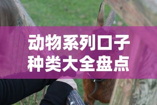 动物系列口子种类大全盘点