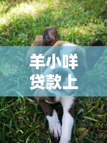 羊小咩贷款上征信吗