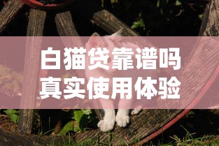 白猫贷靠谱吗真实使用体验分享