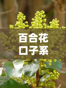 百合花口子系列产品全解析