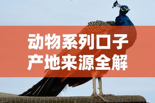 动物系列口子产地来源全解析