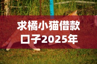 求橘小猫借款口子2025年这些就很稳！带您介绍这5个不查征信的网贷app大全