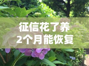 征信花了养2个月能恢复吗