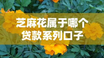 芝麻花属于哪个贷款系列口子