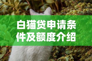 白猫贷申请条件及额度介绍
