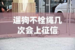 遛狗不栓绳几次会上征信