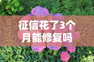 征信花了3个月能修复吗