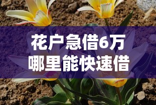 花户急借6万哪里能快速借到钱