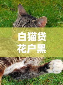 白猫贷花户黑户都能放款