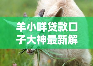 羊小咩贷款口子大神最新解析