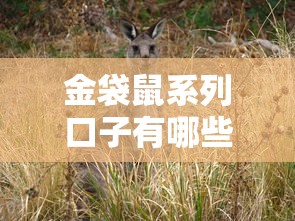金袋鼠系列口子有哪些最新盘点