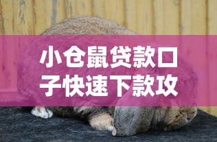 小仓鼠贷款口子快速下款攻略 小仓鼠贷款口子快速下款攻略