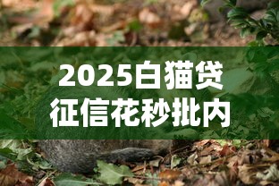 2025白猫贷征信花秒批内幕