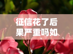 征信花了后果严重吗如何补救